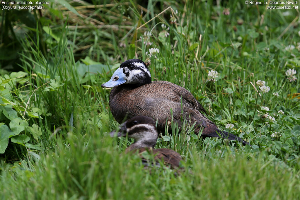 White-headed Duck