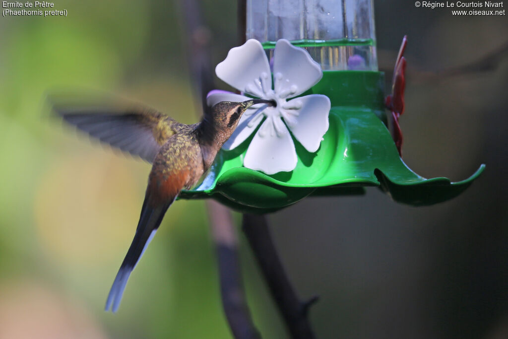 Planalto Hermit