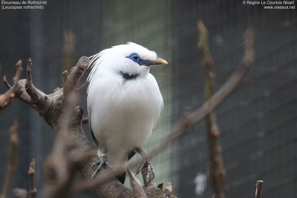 Bali Myna