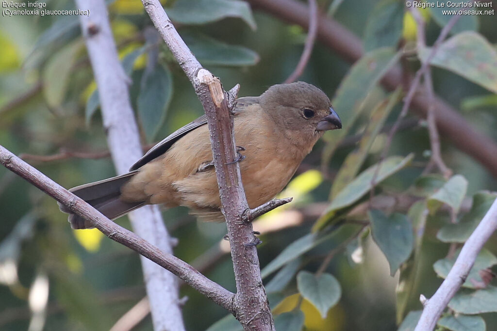 Glaucous-blue Grosbeak