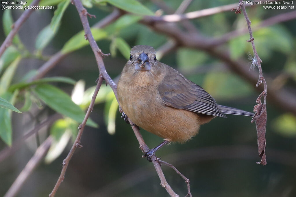 Glaucous-blue Grosbeak