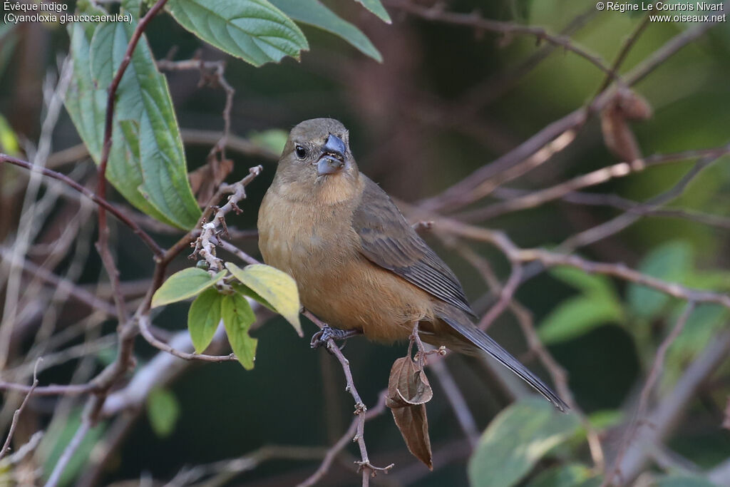 Glaucous-blue Grosbeak