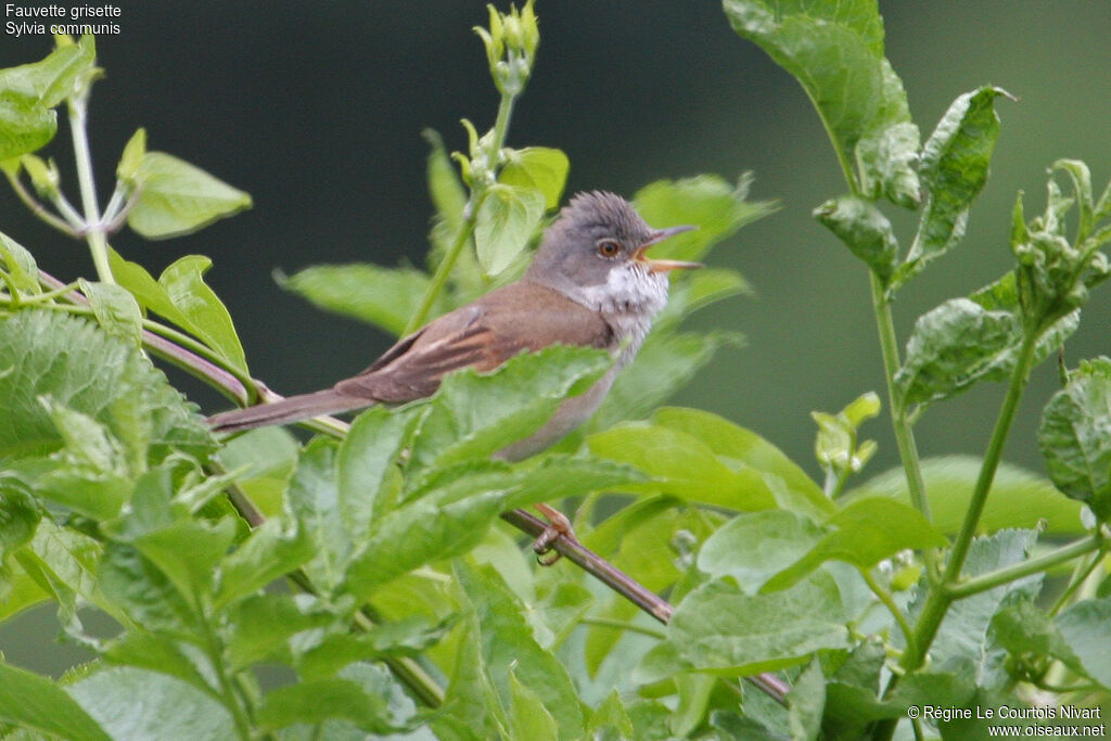 Common Whitethroat, song