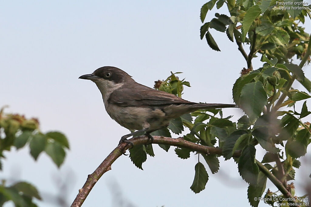 Western Orphean Warbler