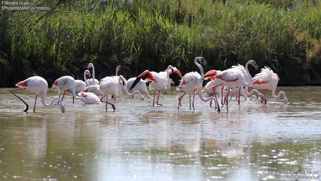 Flamant rose