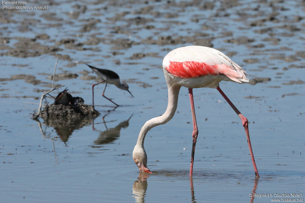 Flamant rose