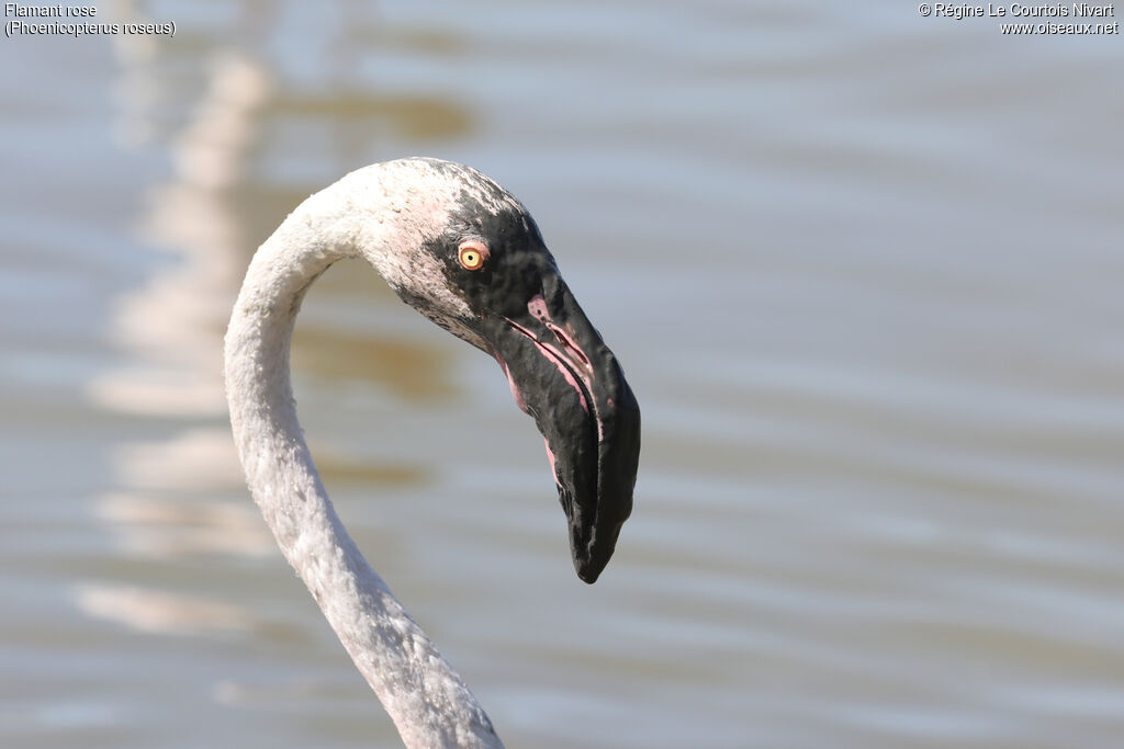 Flamant rose