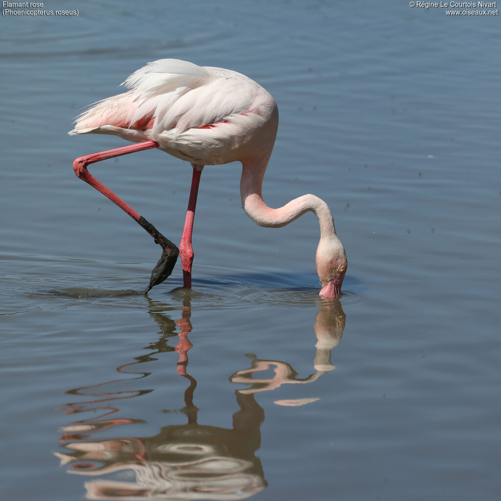 Flamant rose