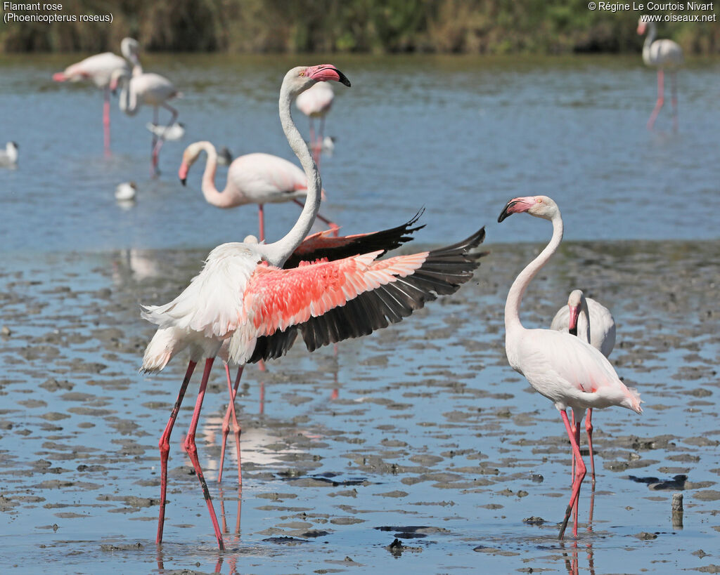 Flamant rose