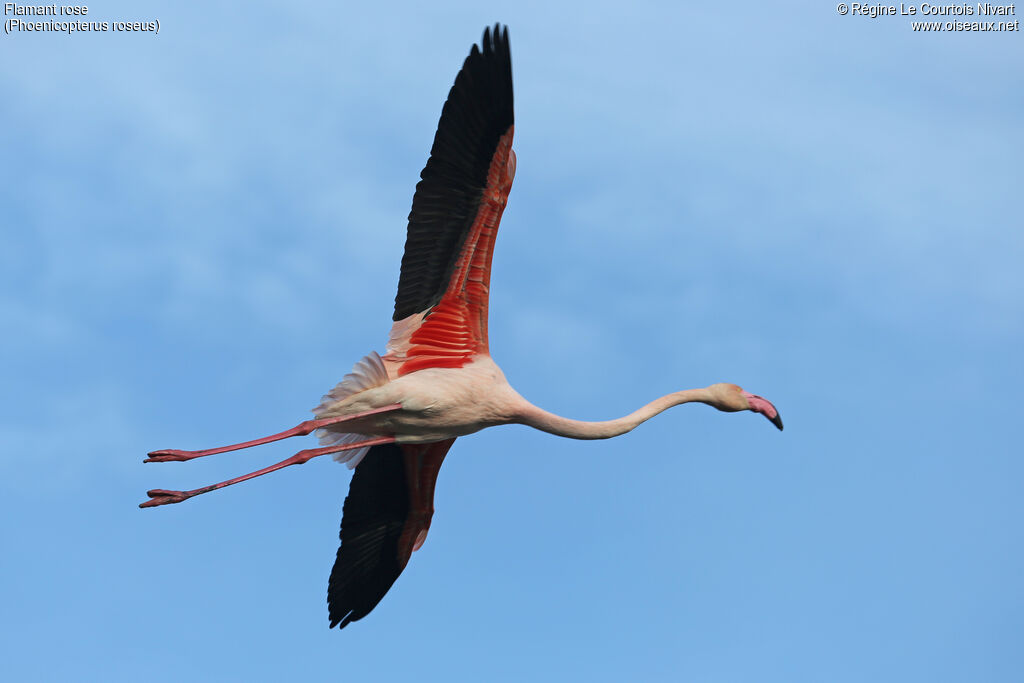 Flamant rose