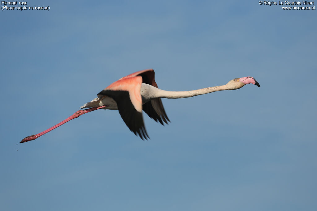 Flamant rose