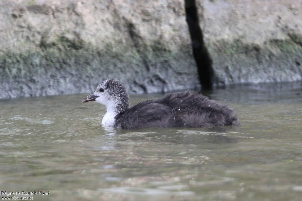 Eurasian Cootjuvenile, identification