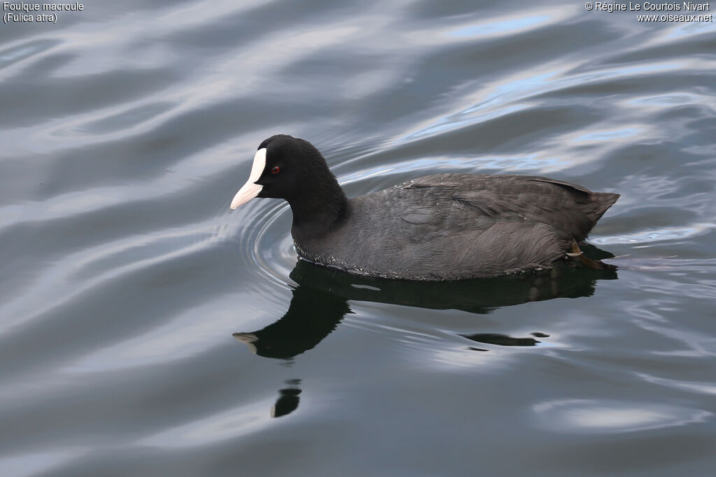 Eurasian Coot