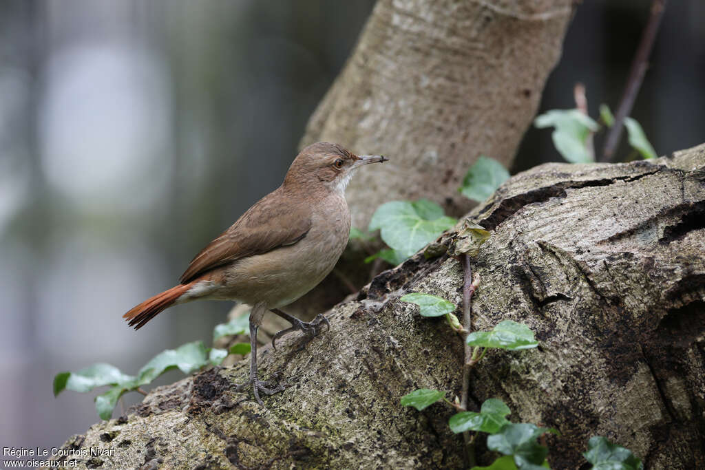 Rufous Horneroadult, habitat