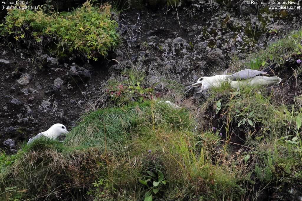 Fulmar boréal