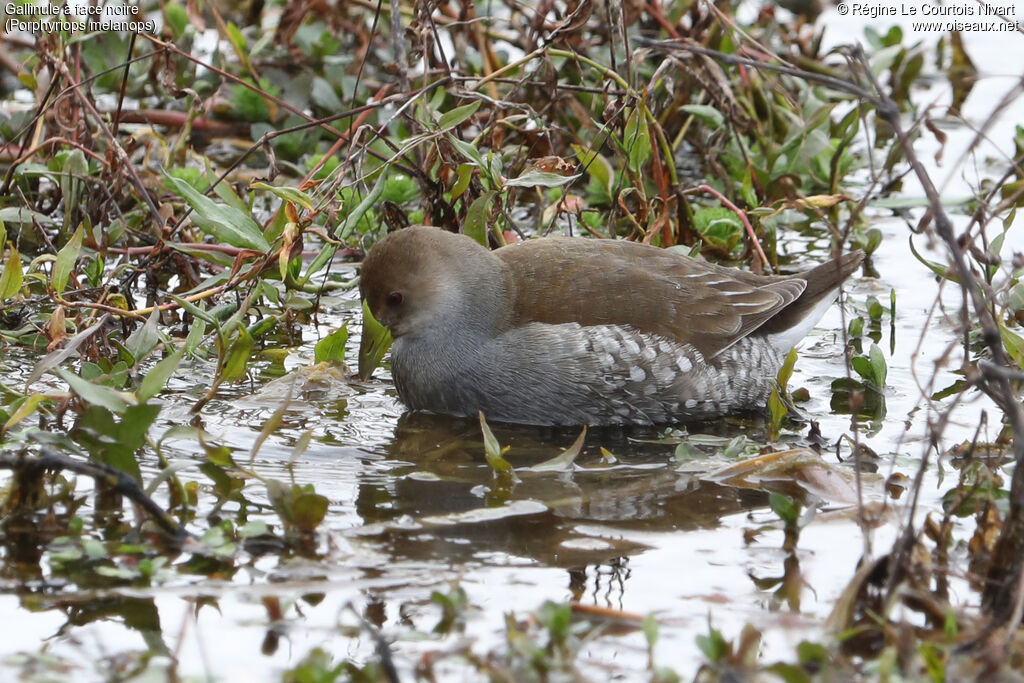 Gallinule à face noire