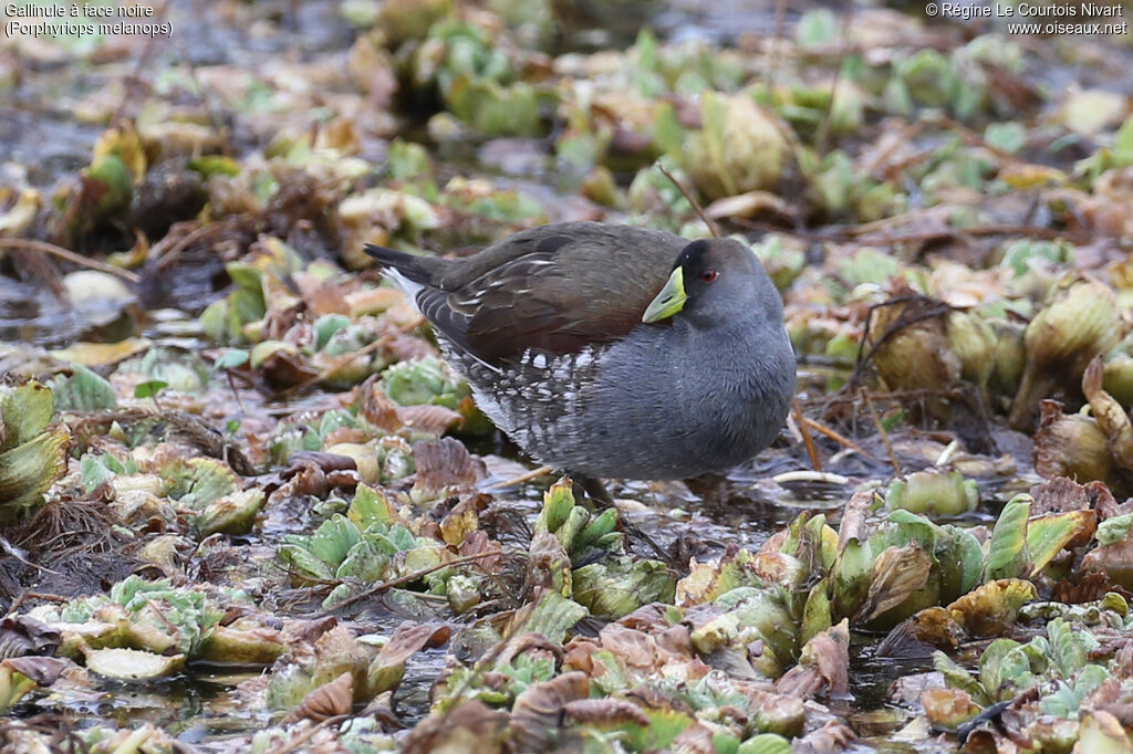 Gallinule à face noire