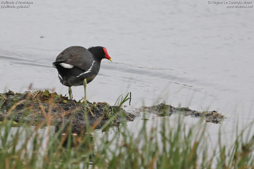Common Gallinule