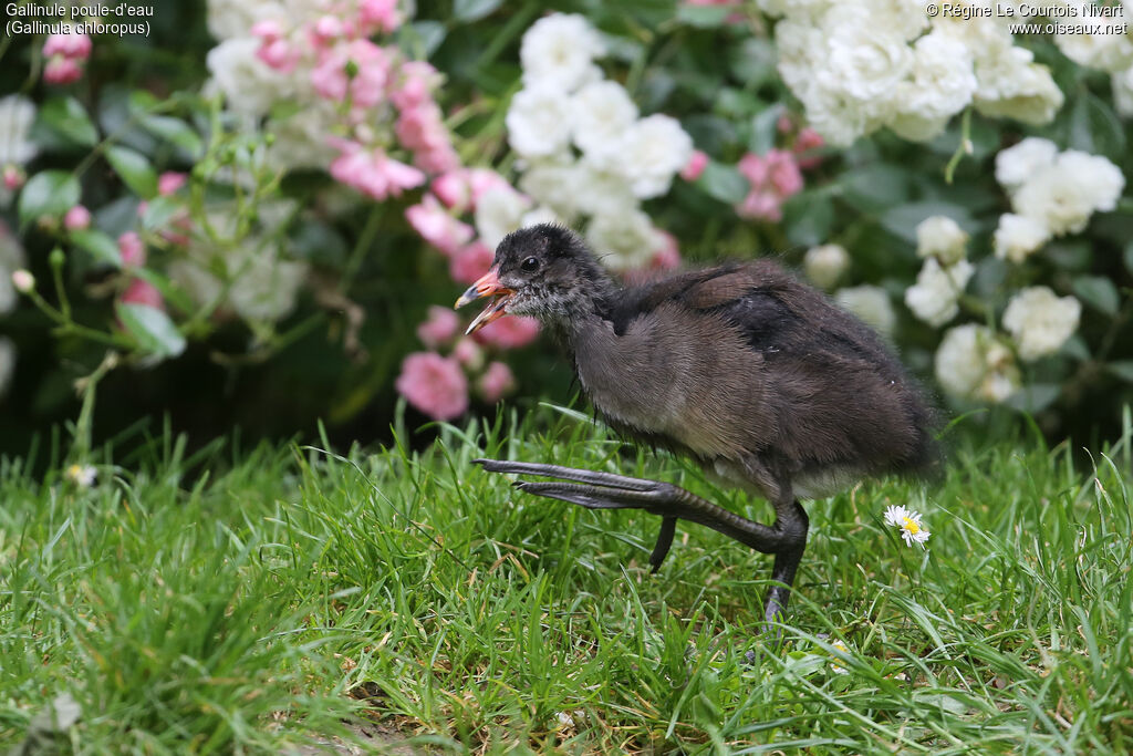 Gallinule poule-d'eau