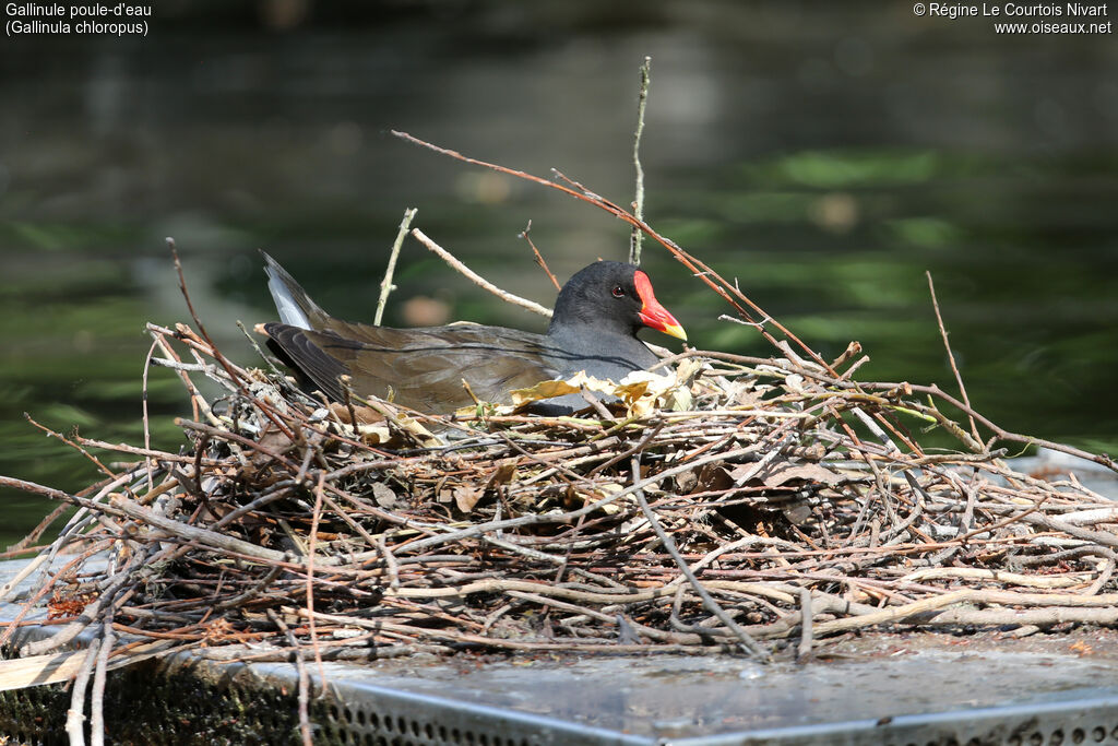 Gallinule poule-d'eauadulte, Nidification
