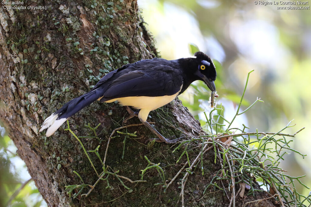Geai acahé, régime, pêche/chasse