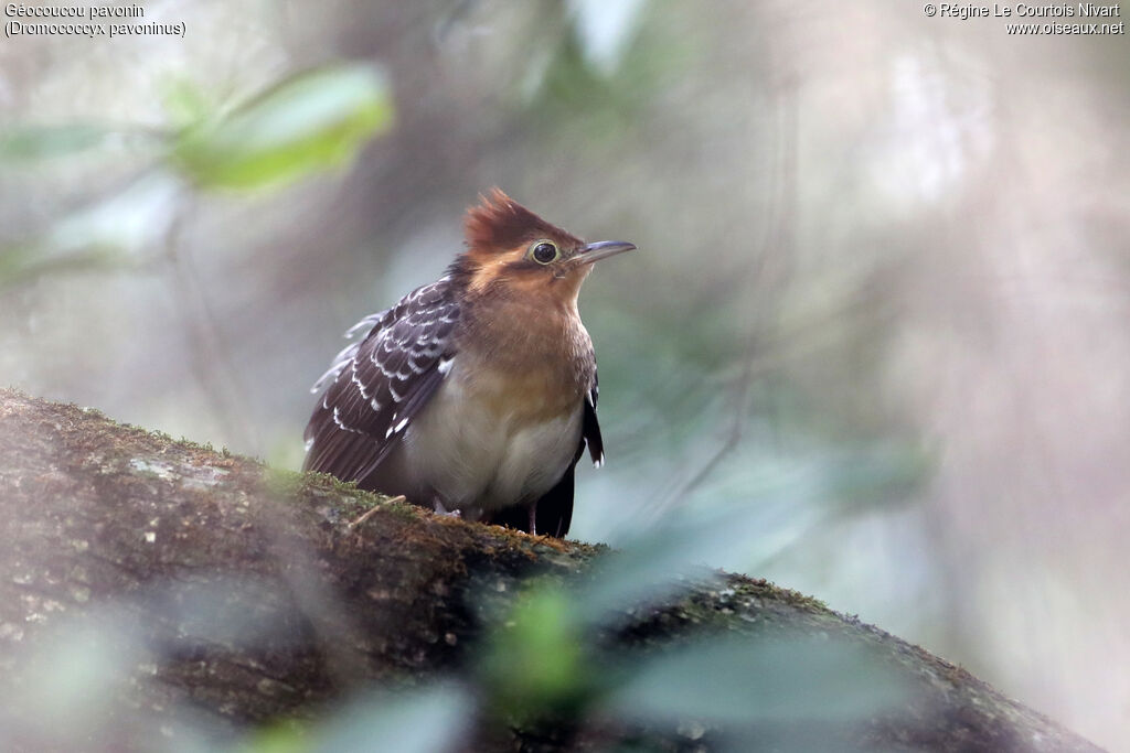 Pavonine Cuckoo