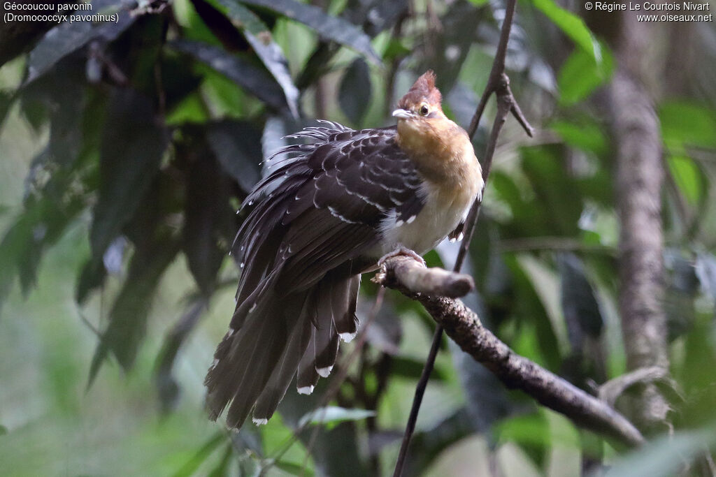 Pavonine Cuckoo