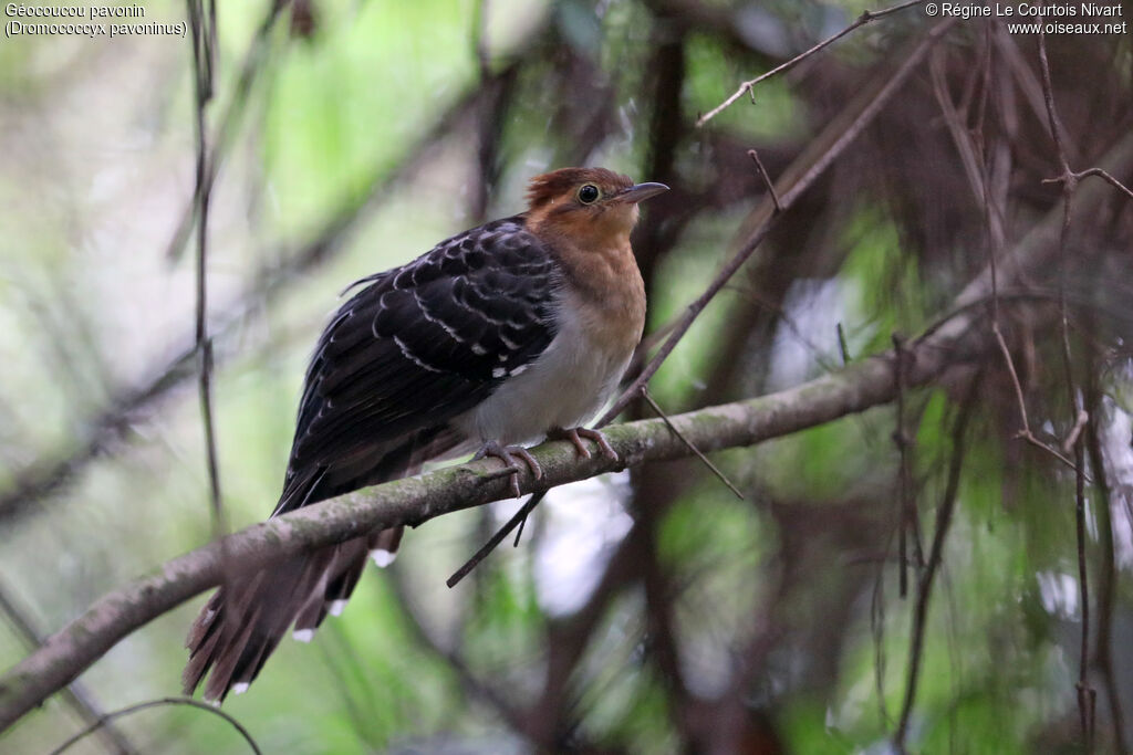 Pavonine Cuckoo