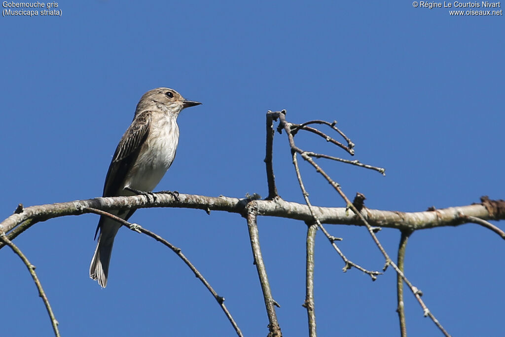 Spotted Flycatcher