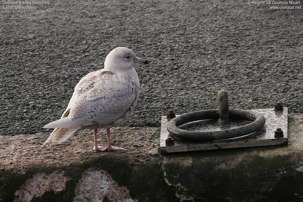 Goéland à ailes blanches