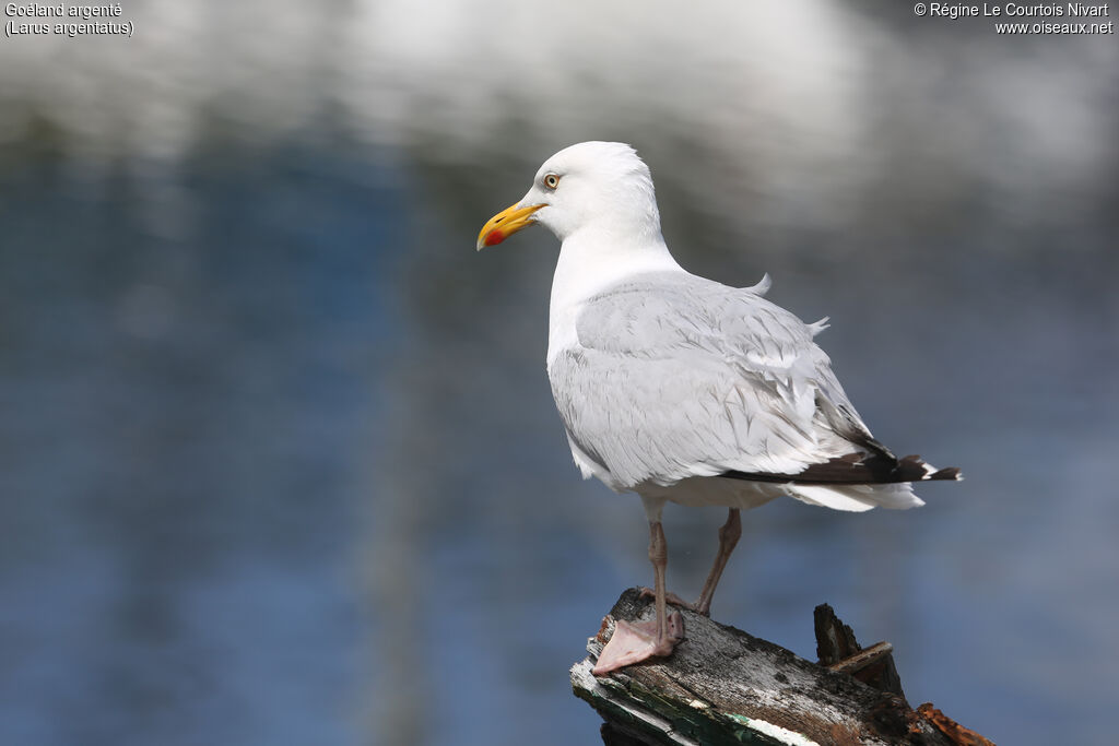 European Herring Gull