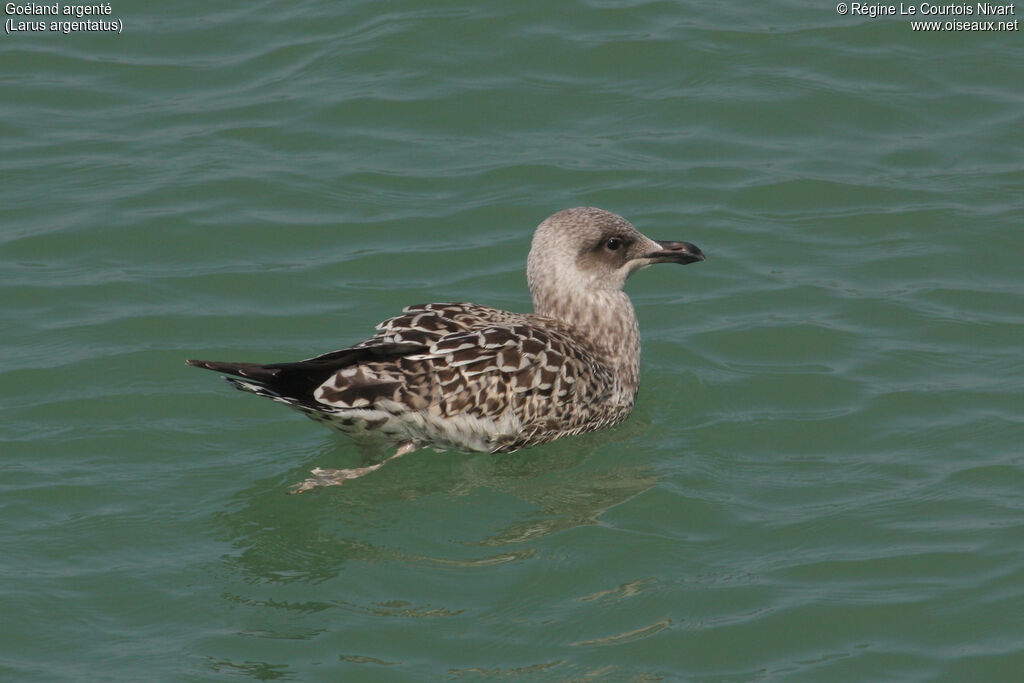 European Herring Gulljuvenile