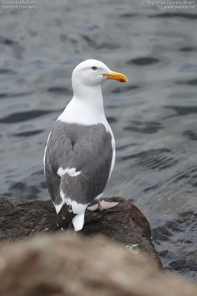 Goéland d'Audubon