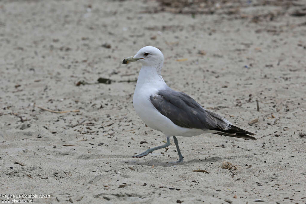 California GullThird  year, habitat, walking