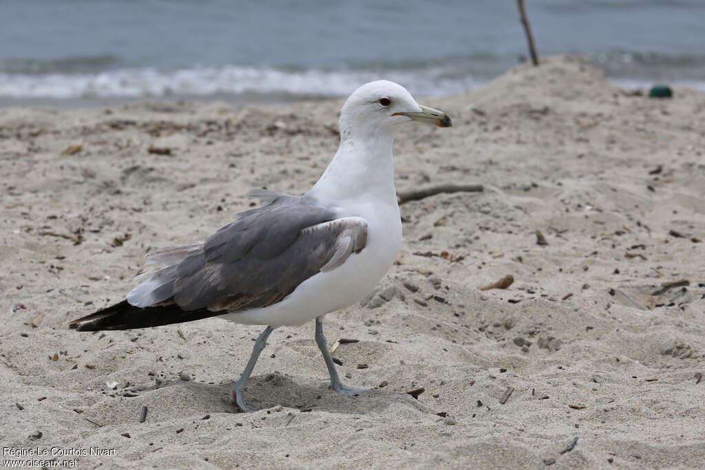 California GullThird  year, identification, walking