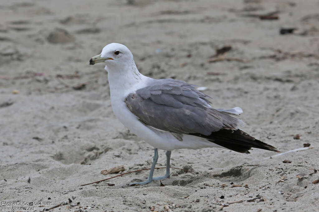California GullThird  year, identification
