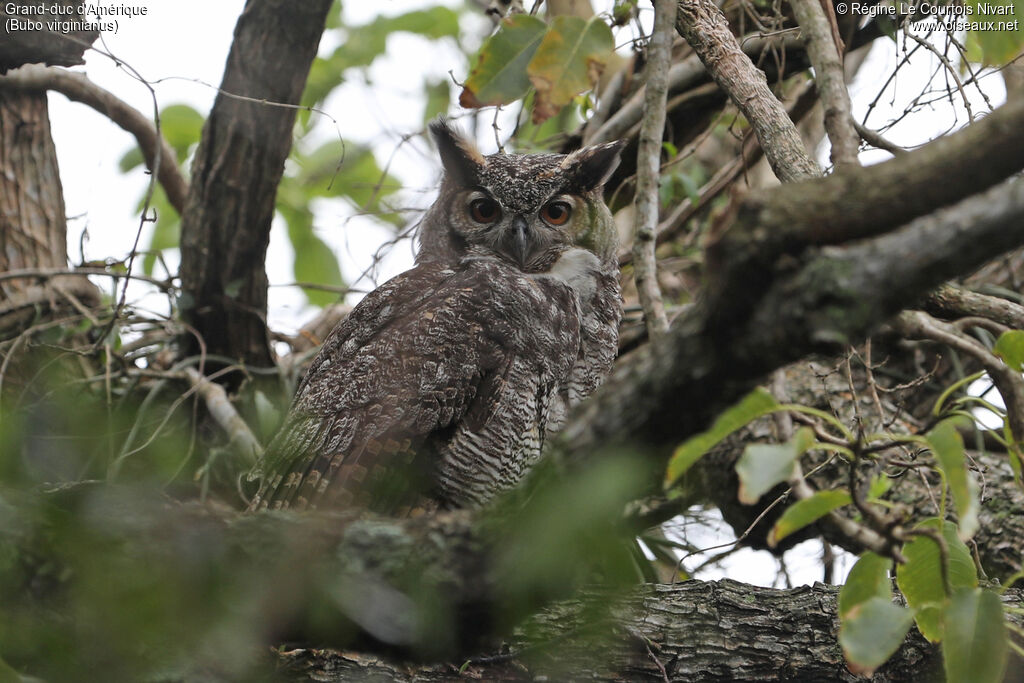 Grand-duc d'Amérique