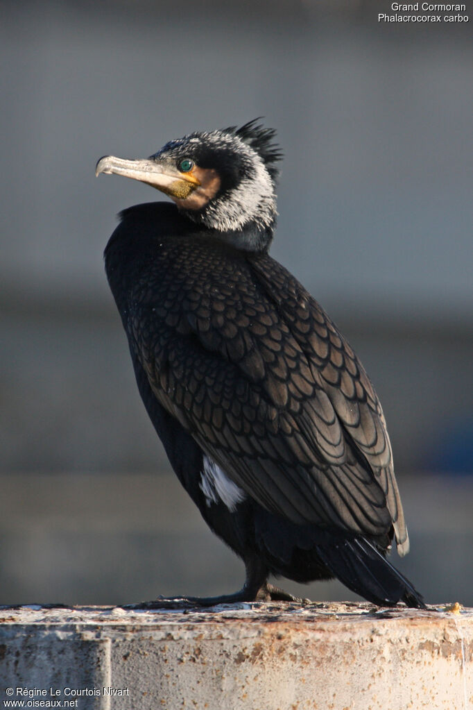 Grand Cormoran, identification