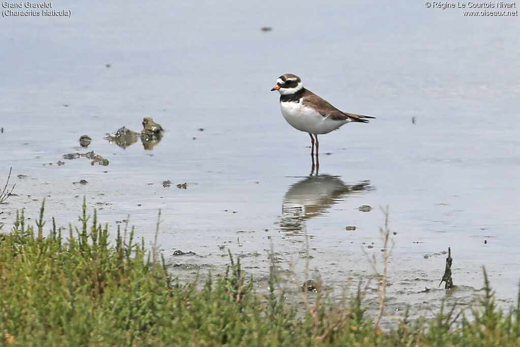 Common Ringed Plover