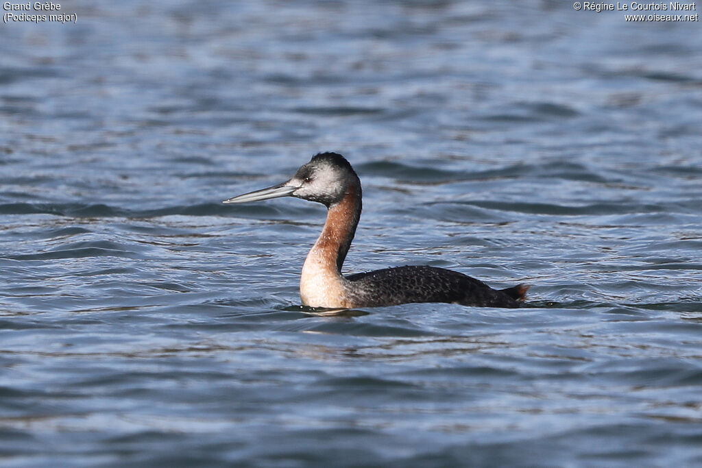 Great Grebe