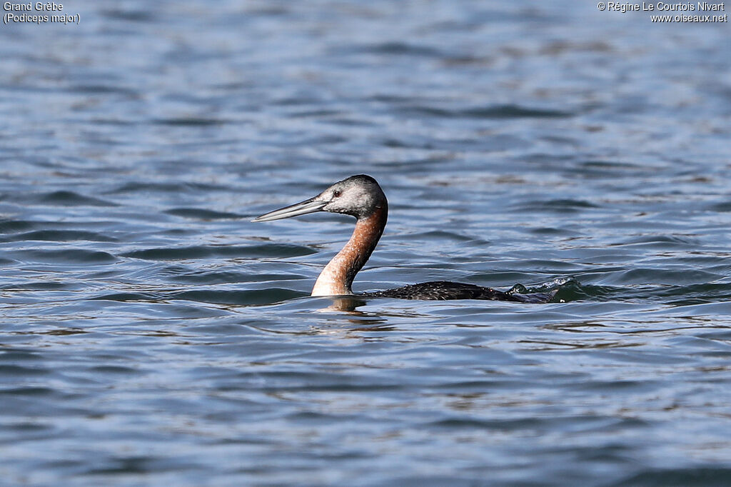 Great Grebe