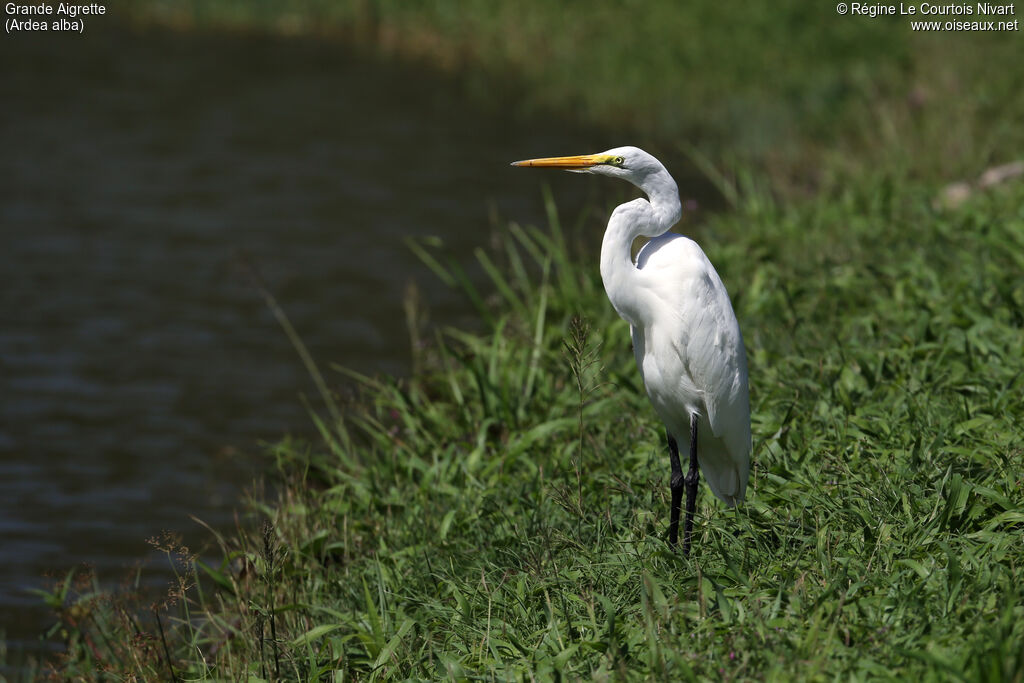 Great Egret