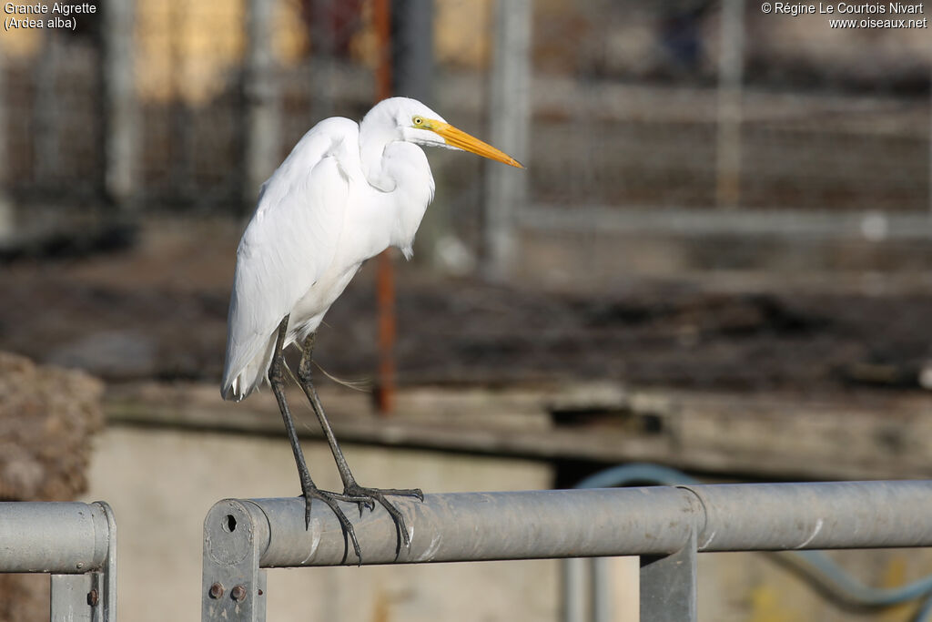 Great Egret