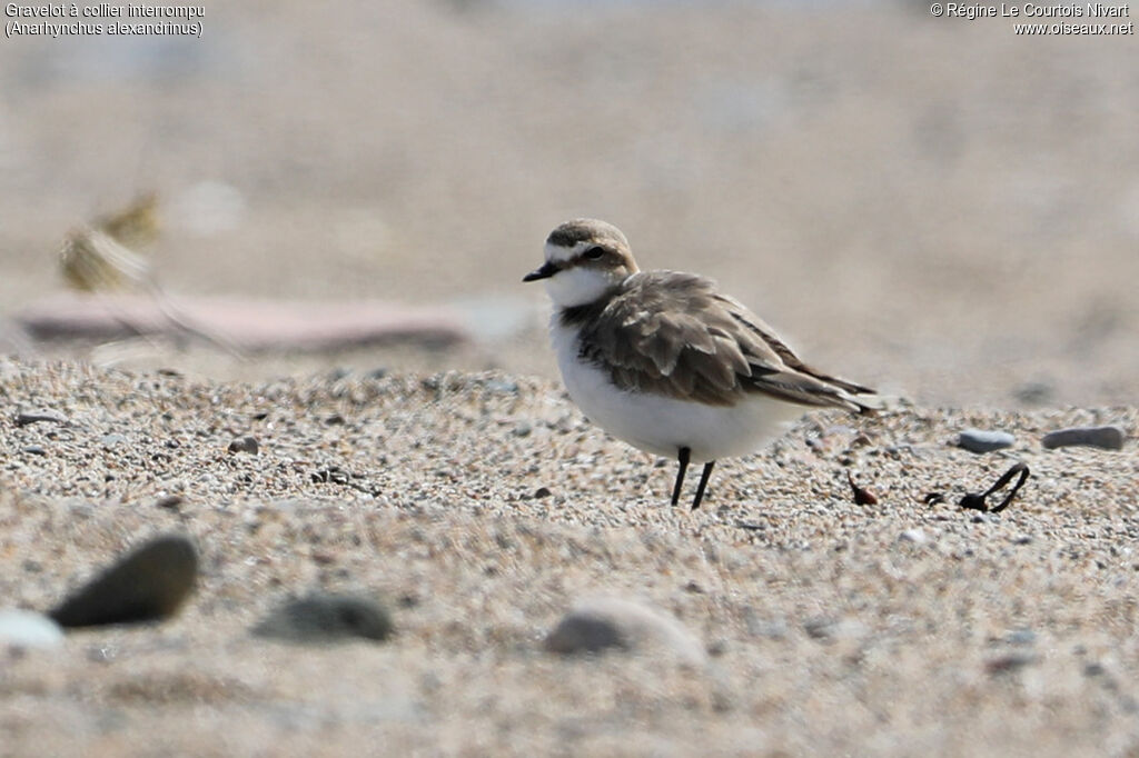Kentish Plover