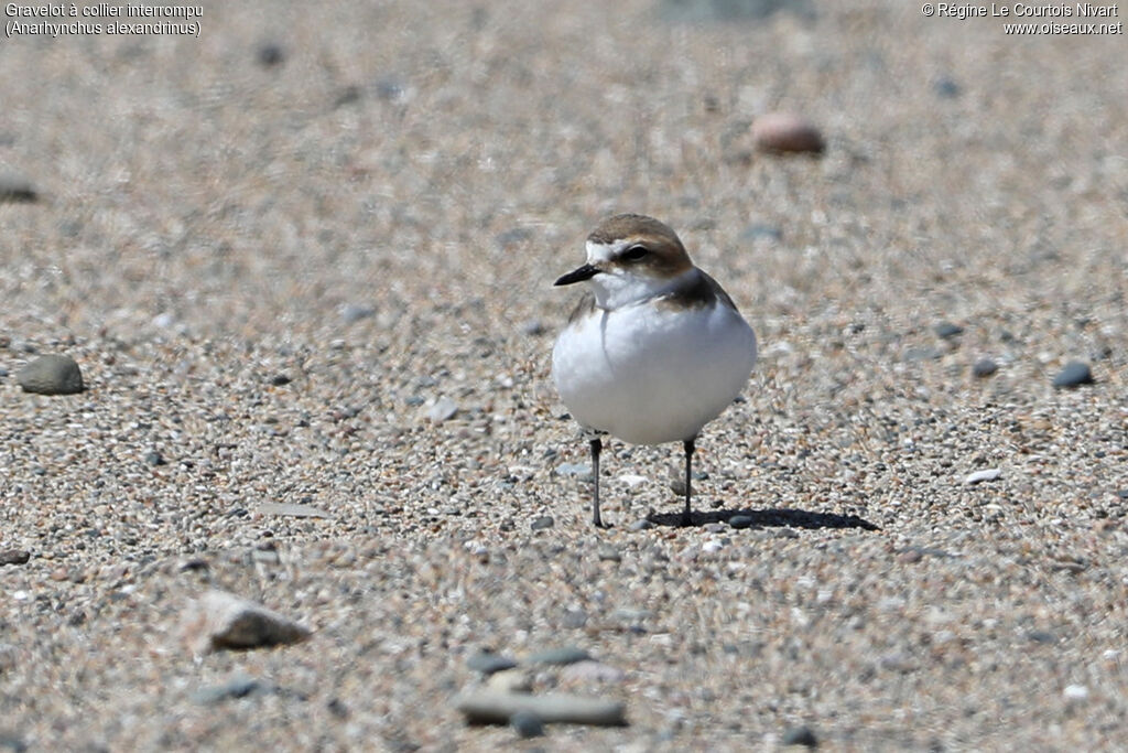 Kentish Plover