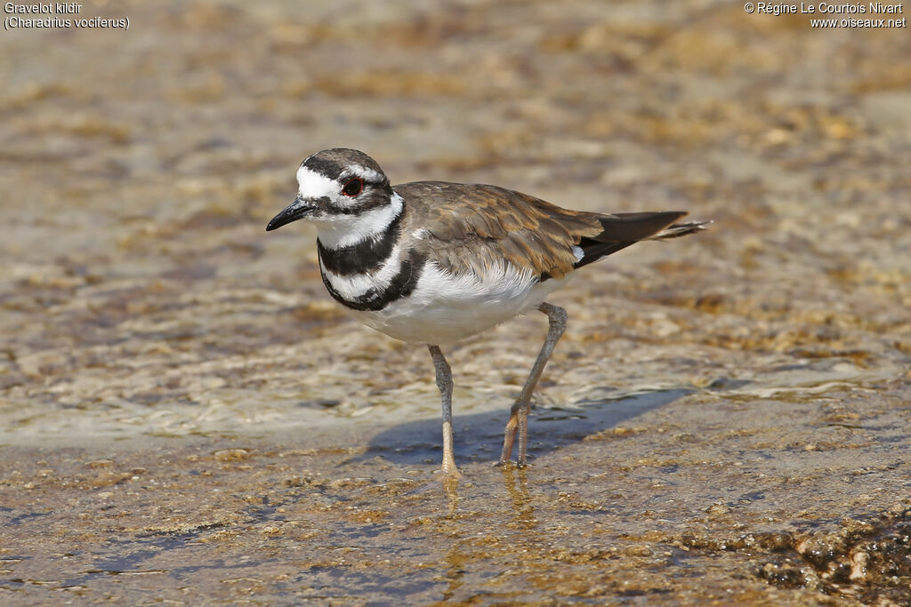 Killdeer