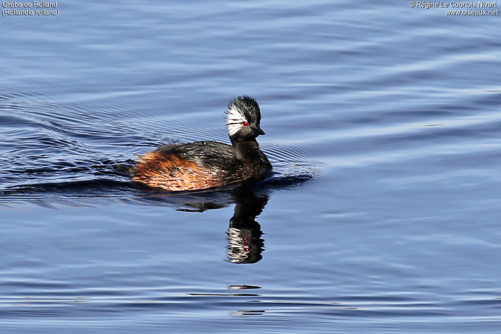White-tufted Grebeadult, identification, swimming