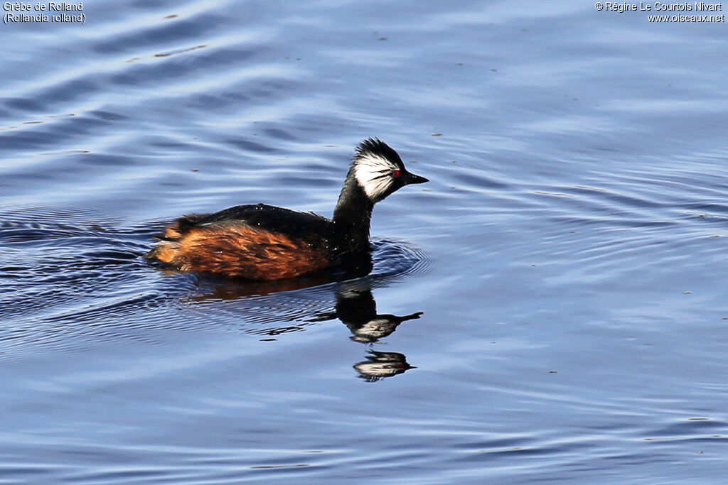 White-tufted Grebeadult, swimming