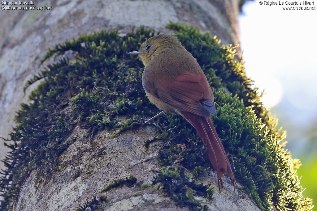Olivaceous Woodcreeper