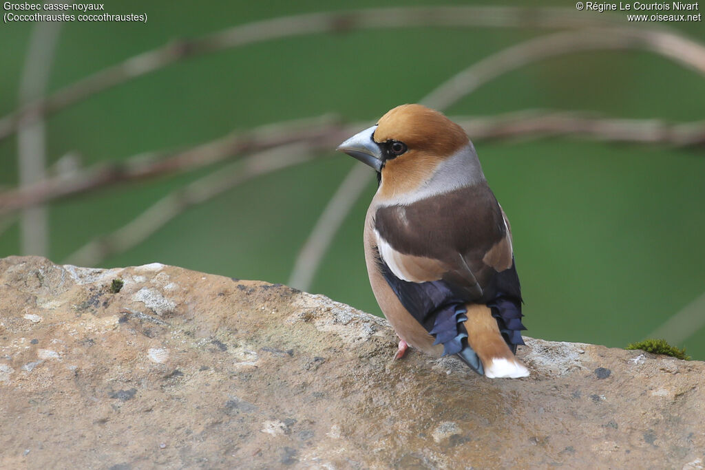 Grosbec casse-noyaux - Gros-bec casse-noyaux<br /> mâle